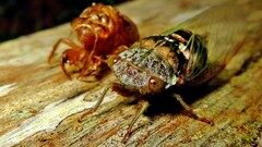 Cicadidae
