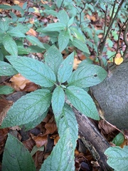Mercurialis perennis