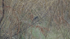 Saxicola torquatus
