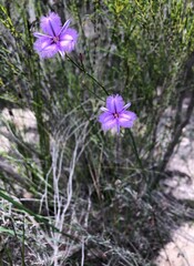 Thysanotus racemoides