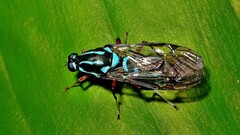 Raphiocera