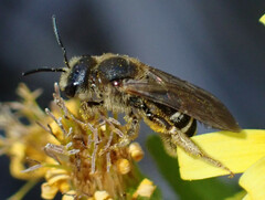 Halictus fulvipes
