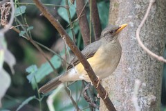 Turdus pelios centralis