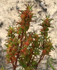 Gyrostemon australasicus