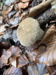 Lycoperdon perlatum