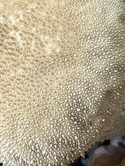 Lycoperdon perlatum