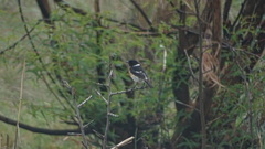Saxicola torquatus