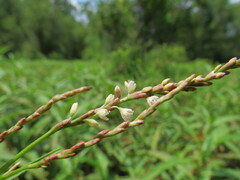 Persicaria glabra