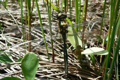 Somatochlora arctica