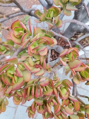 Crassulaceae