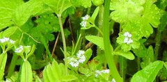 Valerianella locusta