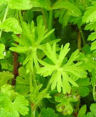 Geranium dissectum