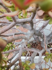 Crassulaceae
