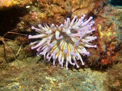 Telmatactis cricoides