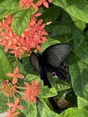 Papilio