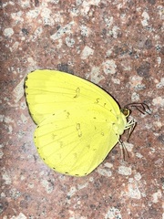 Eurema