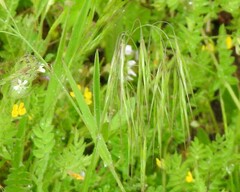 Bromus sterilis