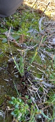 Equisetum × moorei