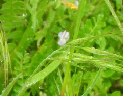 Biserrula pelecinus