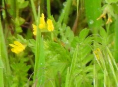 Ornithopus compressus