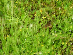 Biserrula pelecinus