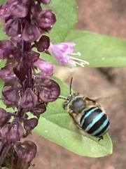 Zonamegilla