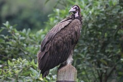 Necrosyrtes monachus