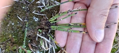 Equisetum × moorei