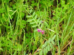 Medicago arabica