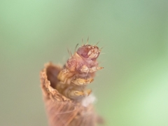 Piestoceros conjunctella