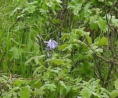 Hyacinthoides hispanica