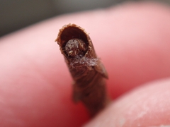 Piestoceros conjunctella