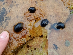 Nerita melanotragus