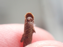 Piestoceros conjunctella