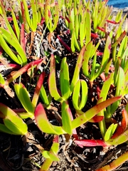 Carpobrotus glaucescens