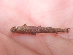 Piestoceros conjunctella