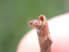 Piestoceros conjunctella