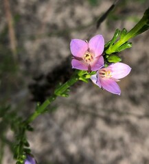 Cyanothamnus coerulescens