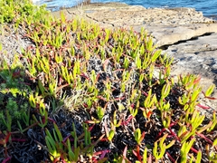 Carpobrotus glaucescens