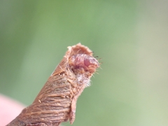 Piestoceros conjunctella