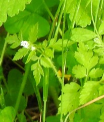 Chaerophyllum nodosum