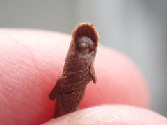 Piestoceros conjunctella