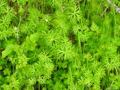 Chaerophyllum nodosum