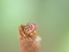 Piestoceros conjunctella