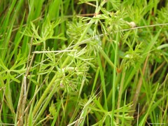 Geranium dissectum