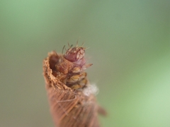 Piestoceros conjunctella