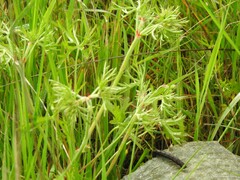 Geranium dissectum
