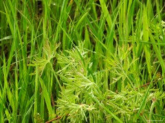 Geranium dissectum