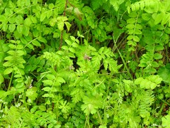 Geranium dissectum