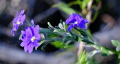 Goodeniaceae